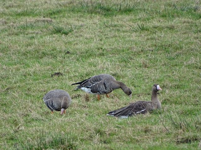 他的神级逆 他的神级逆